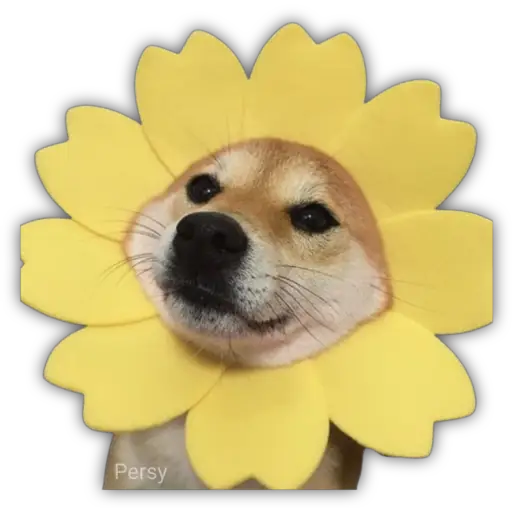 Стикер