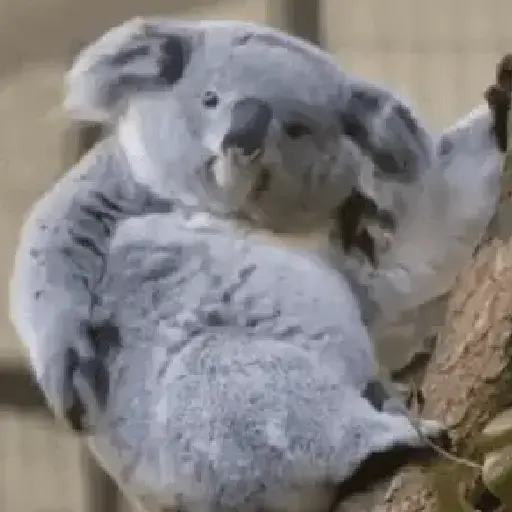 استیکر