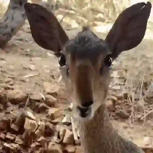 استیکر