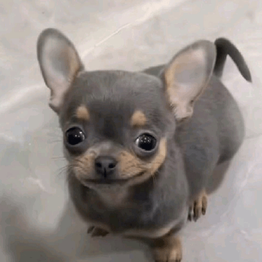 스티커