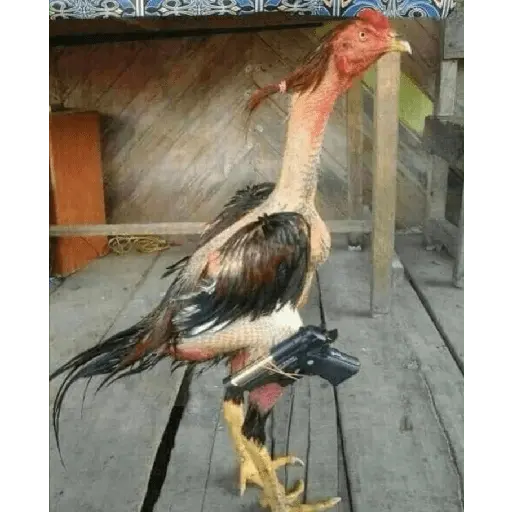 Klistermärke