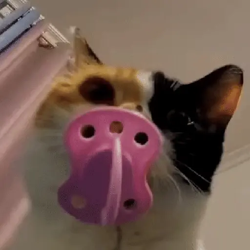 Nhãn dán