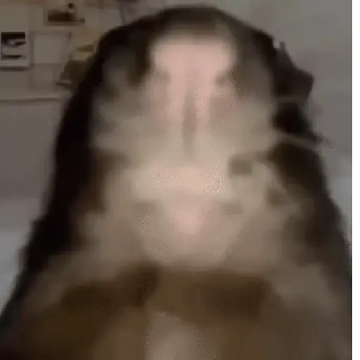 Nhãn dán