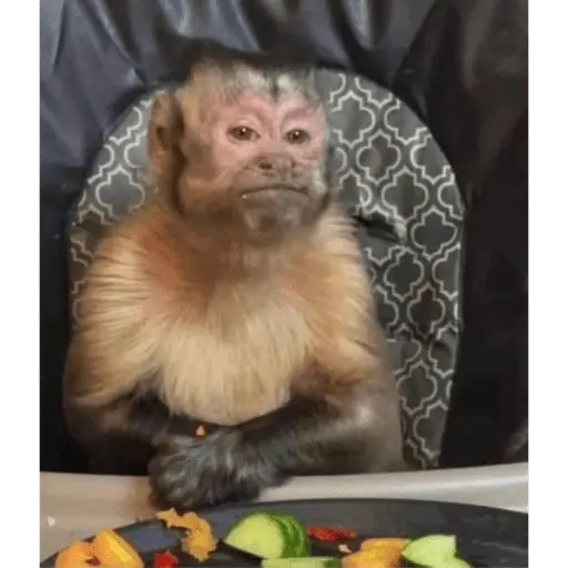 Կպչուն պիտակ
