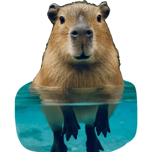Nhãn dán