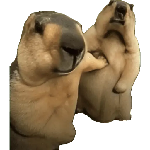 Nhãn dán