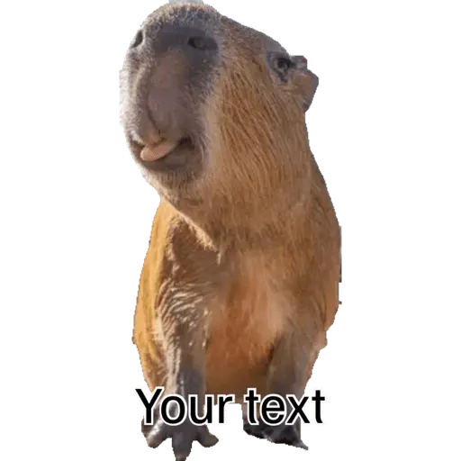 Nhãn dán