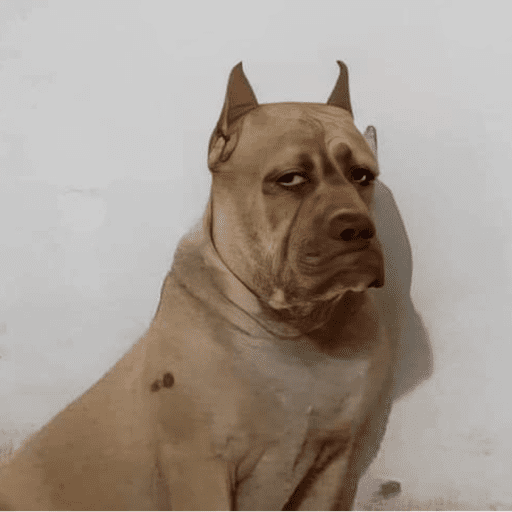 Nhãn dán